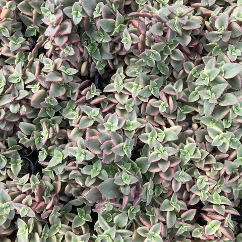 Crassula Pellucida variegata | Calico Kitten