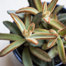 Load image into Gallery viewer, Kalanchoe Tomentosa Cinnamon  | Monkey King
