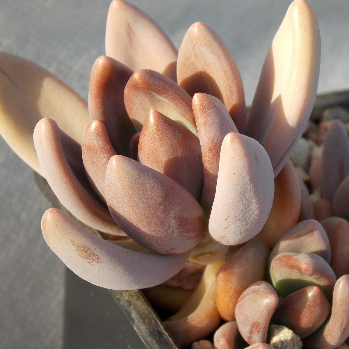 Pachyphytum Fittkaui