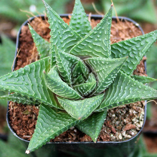 Haworthia Limifolia | Fairy Washboard