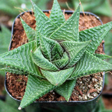 Load image into Gallery viewer, Haworthia Limifolia | Fairy Washboard
