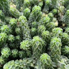 Peperomia Columella | Columnar Peperomia