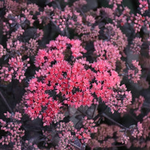 Load image into Gallery viewer, Sedum Midnight Coral
