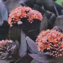 Load image into Gallery viewer, Sedum Midnight Coral
