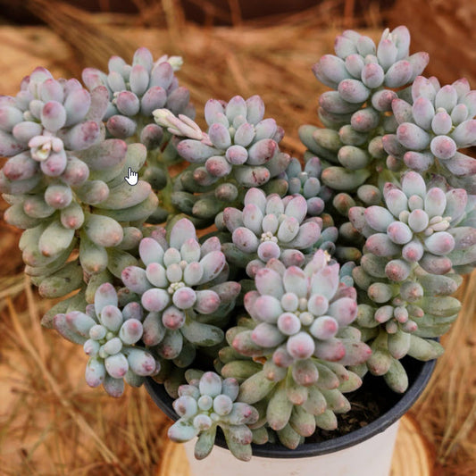 Pachyphytum Machucae | Baby Fingers