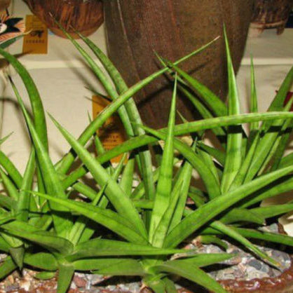 Sansevieria Parva | Dracaena Parva