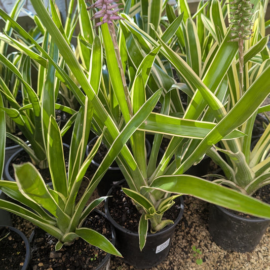 Bromeliad Aechmea gamosepela | Bromeliad Lucky Stripe