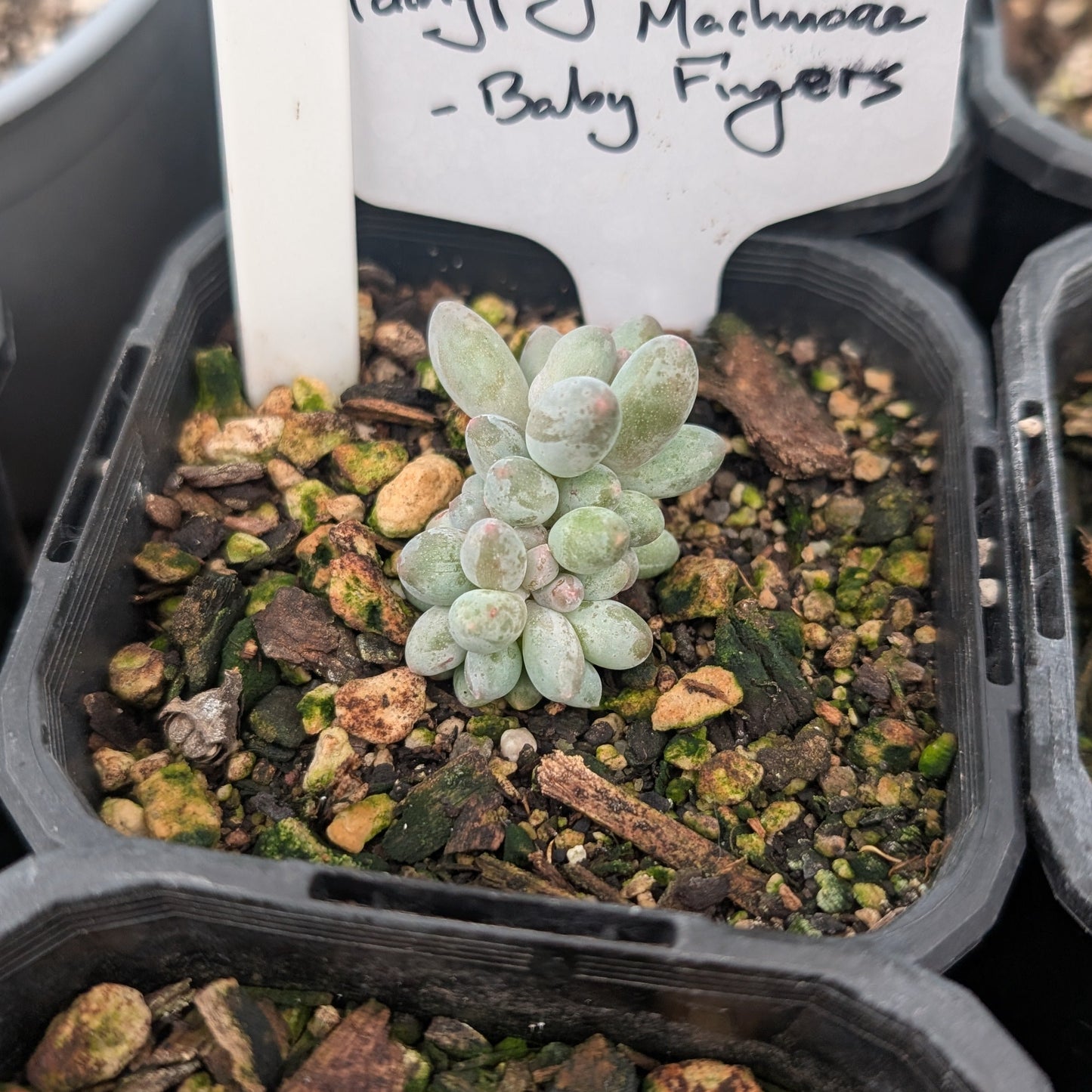 Pachyphytum Machucae | Baby Fingers