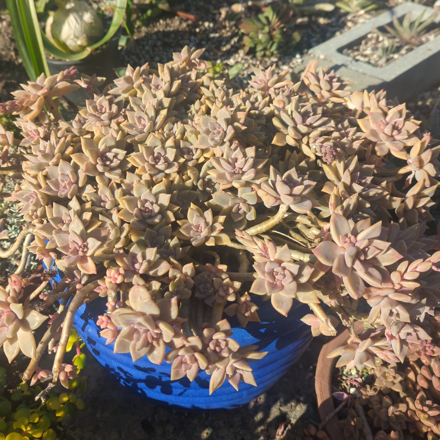 Graptopetalum Paraguayense | Ghost Plant