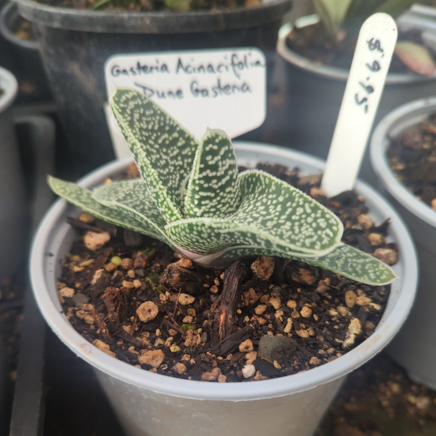 Gasteria Acinacifolia | Dune Gasteria