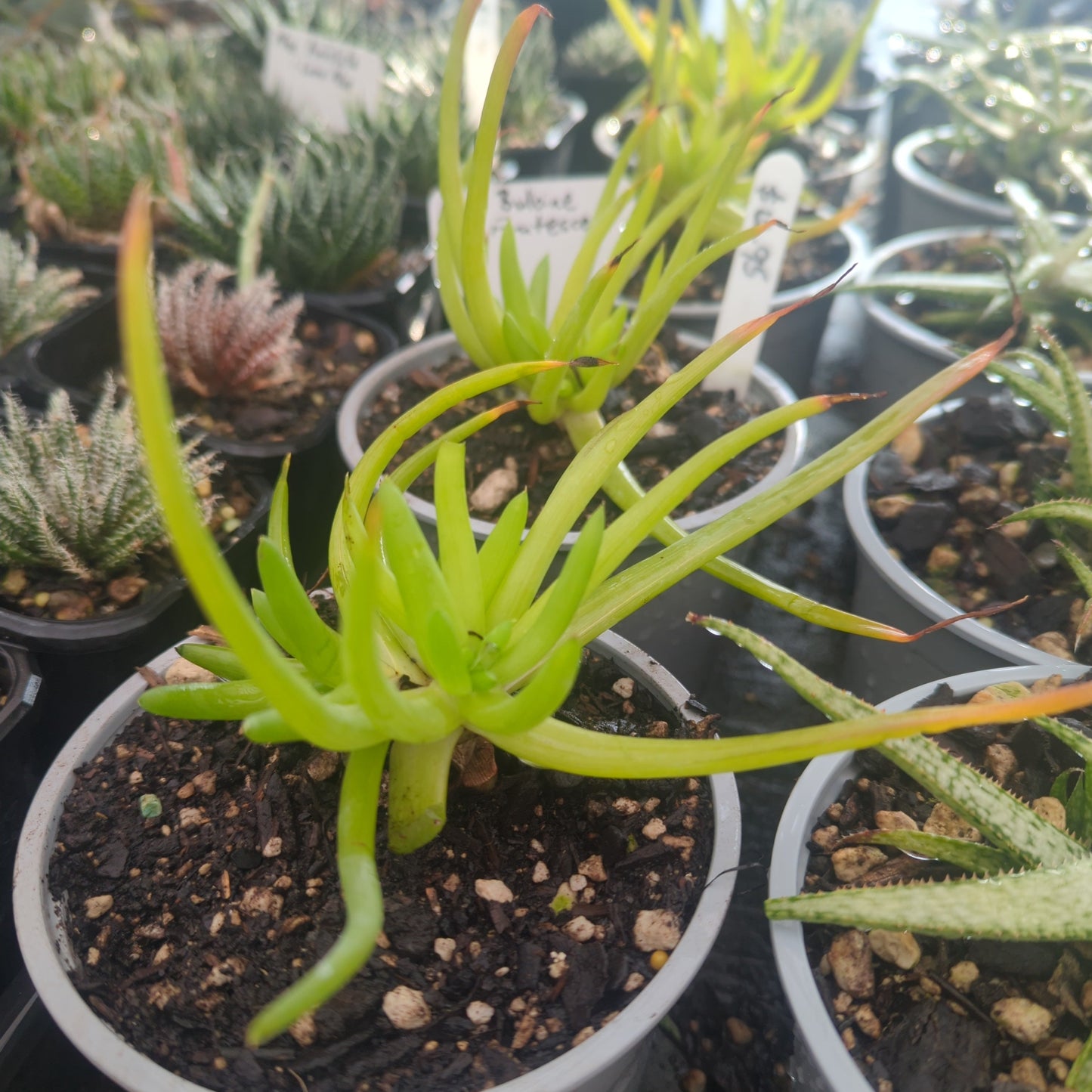 Aloe Bulbine Frutescens