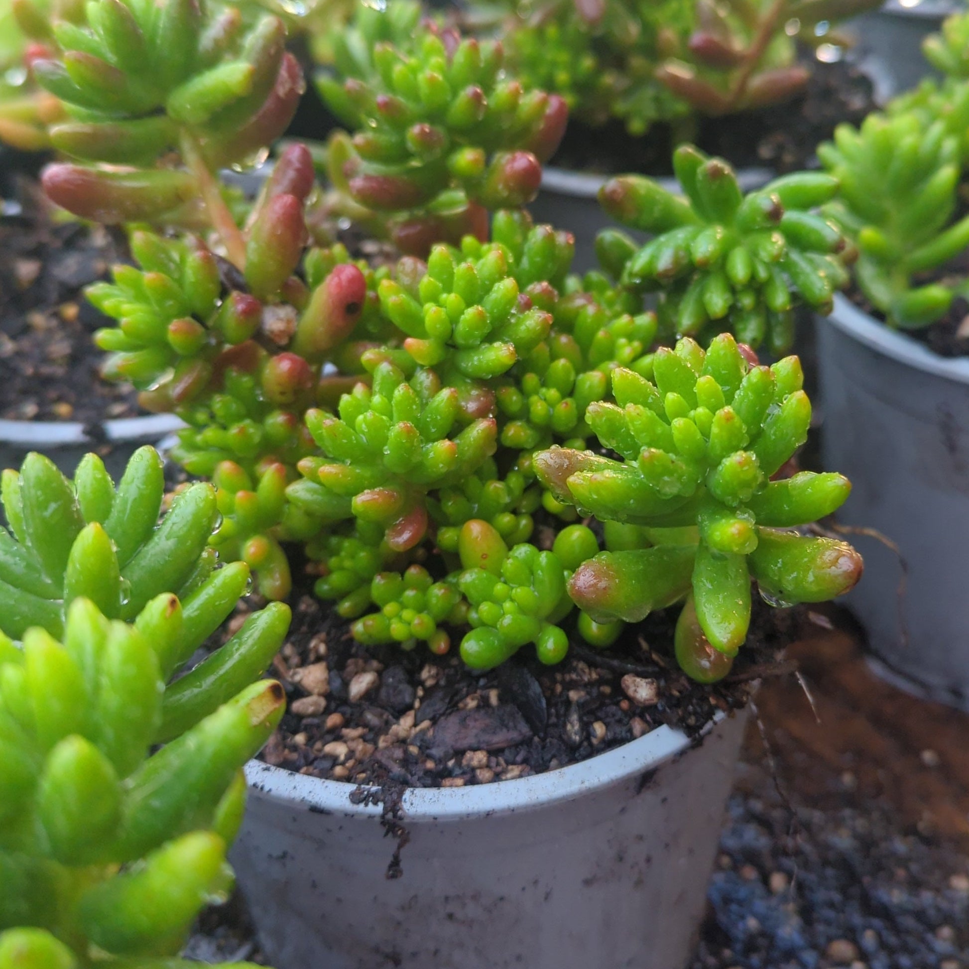 red jelly bean succulent Sedum Rubrotinctum