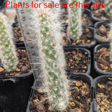 Load image into Gallery viewer, Austrocylindropuntia Vestita | Old Man Opuntia
