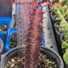 Load image into Gallery viewer, Euphorbia Trigona Rubra | African Milk Tree
