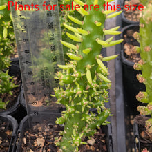 Load image into Gallery viewer, Opuntia Subulata | Eve&#39;s Pin
