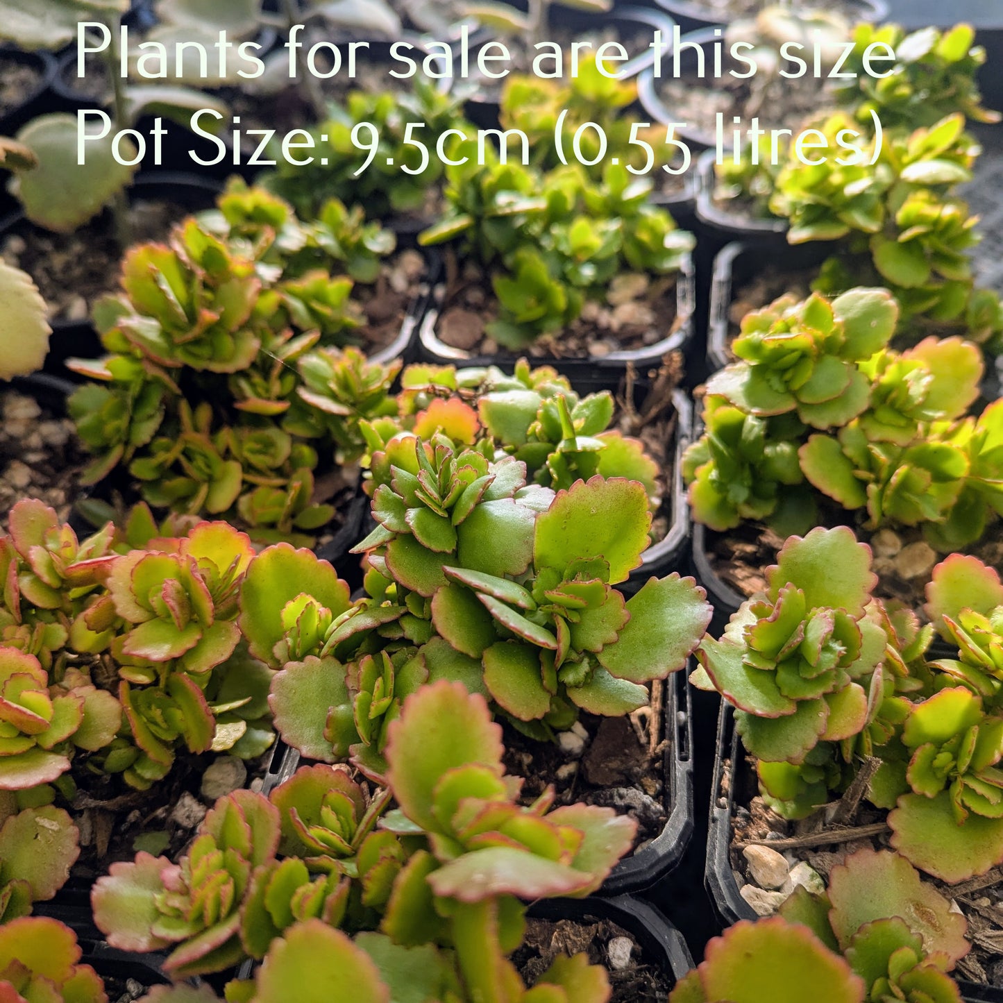 Kalanchoe Candy Cane