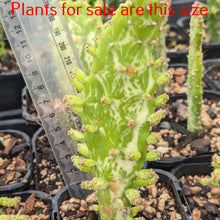 Load image into Gallery viewer, Opuntia Monacantha f. Monstruosa Variegata | Variegated Joseph&#39;s Coat
