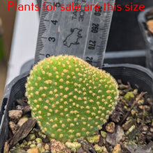 Load image into Gallery viewer, Opuntia Microdasys Yellow | Bunny Ears Cactus
