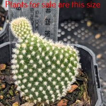 Load image into Gallery viewer, Opuntia Microdasys White | Bunny Ears Cactus
