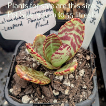Load image into Gallery viewer, Kalanchoe Marmorata | Leopard Penwiper Plant
