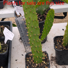 Load image into Gallery viewer, Opuntia Linguiformis | Cow&#39;s Tongue Prickly Pear
