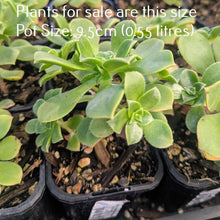 Load image into Gallery viewer, Aeonium Variety Unknown (Like houseleek but miniature)
