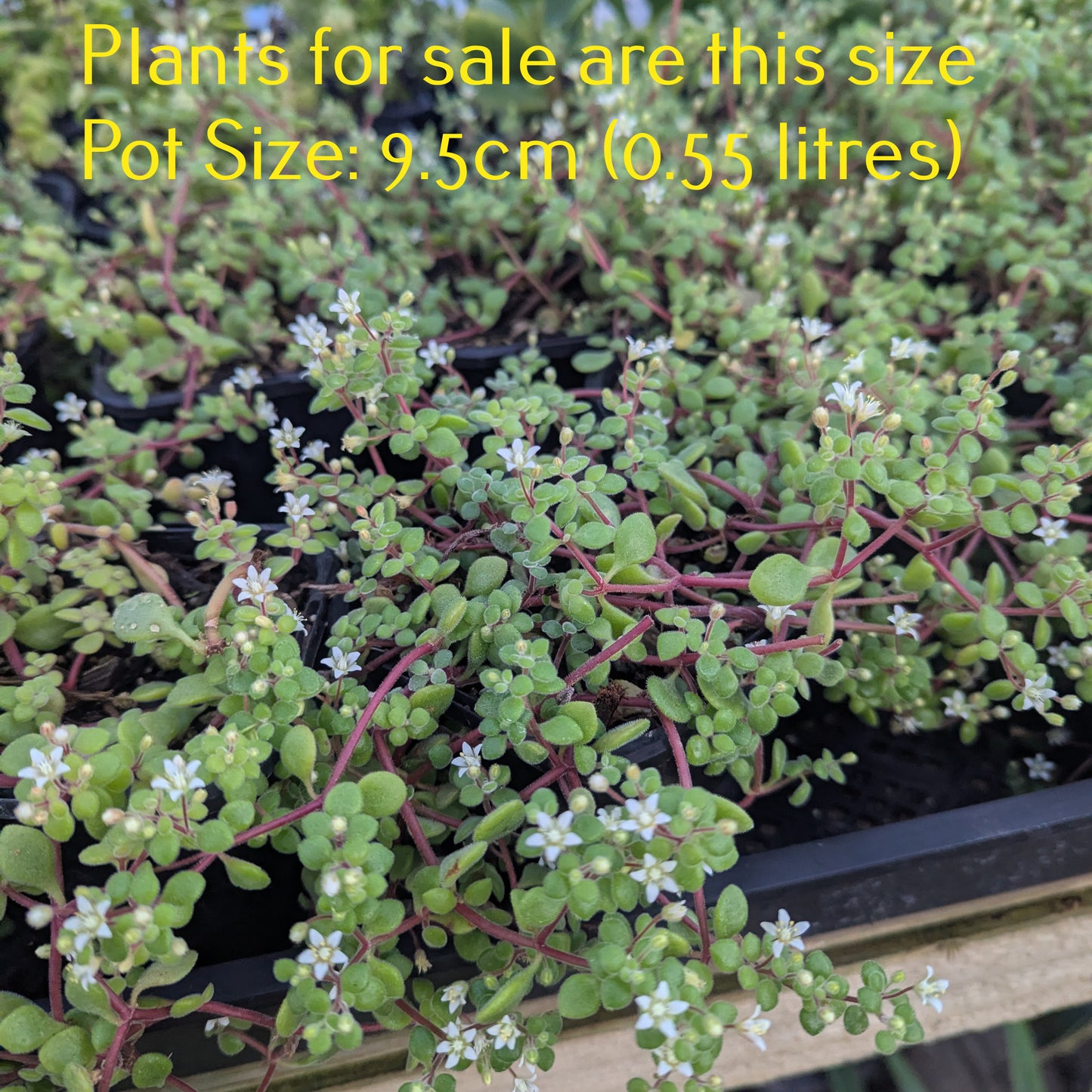 Crassula Expansa subsp. Fragilis