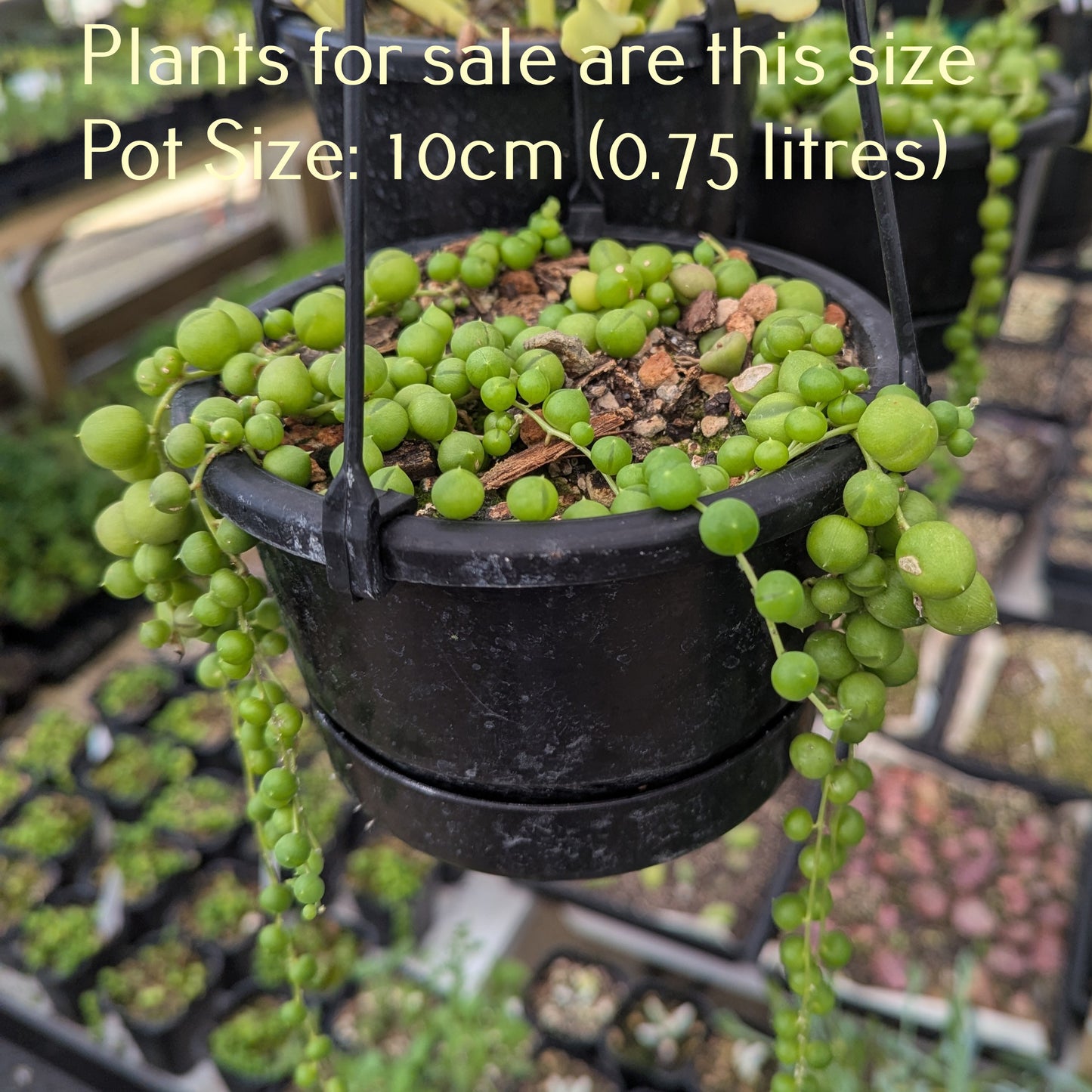 Senecio Rowleyanus | String of Pearls