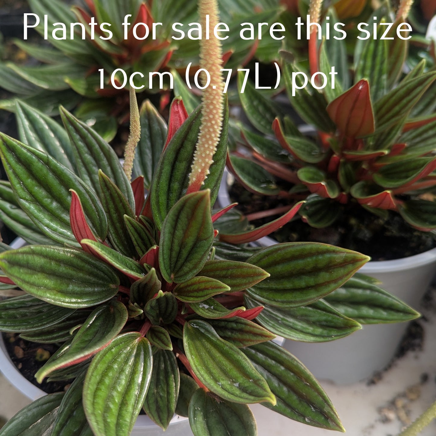 Peperomia Rosso