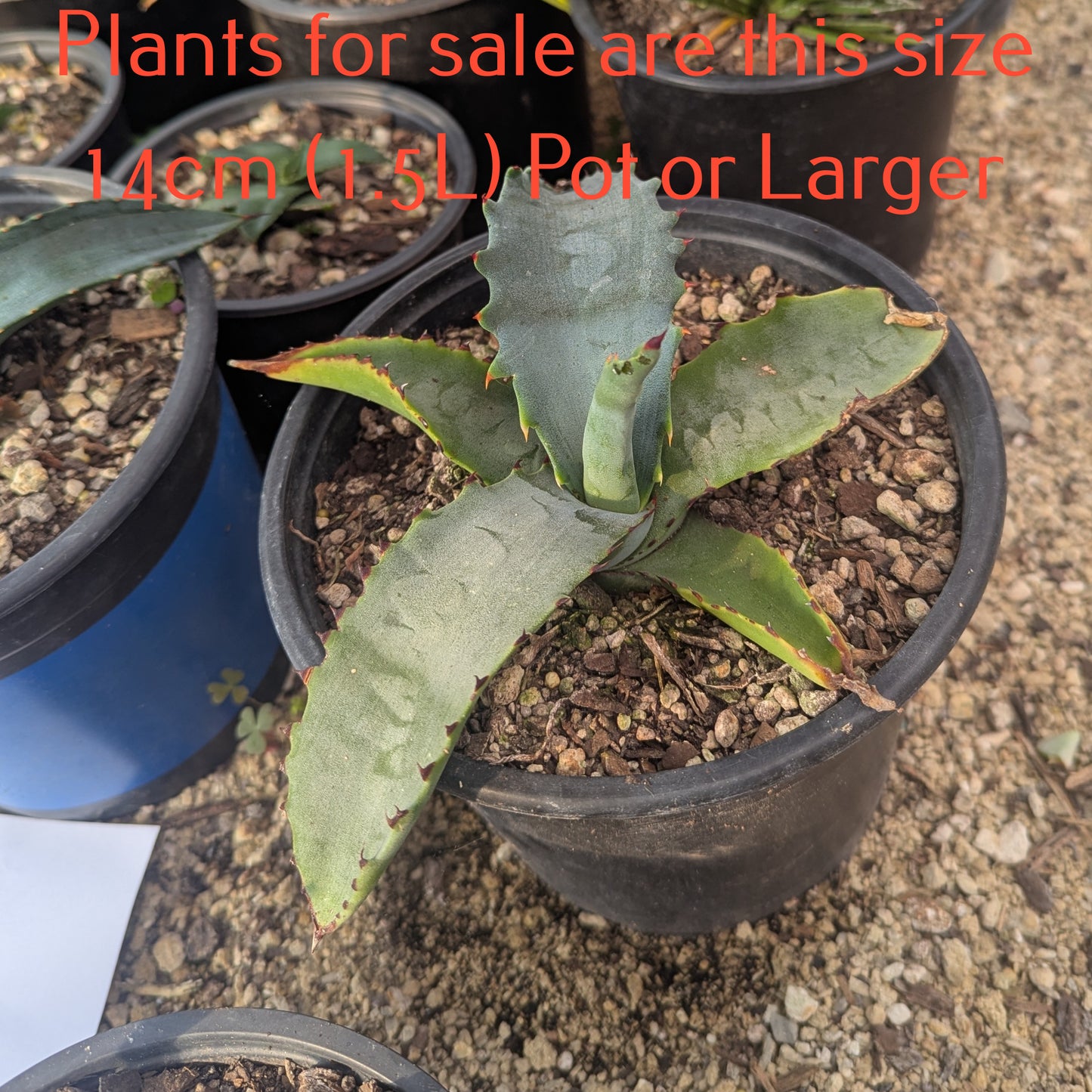 Agave Applanta | Gray Agave