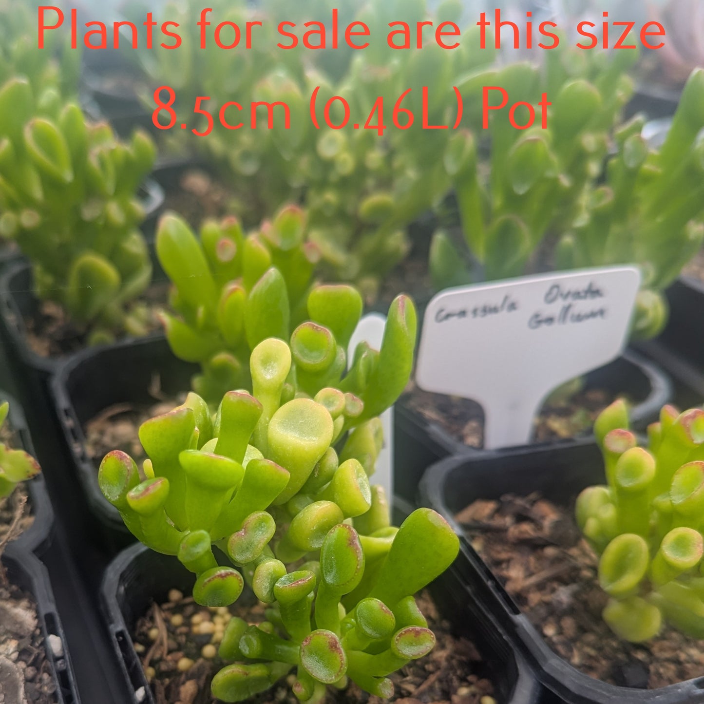 Crassula Ovata Gollum