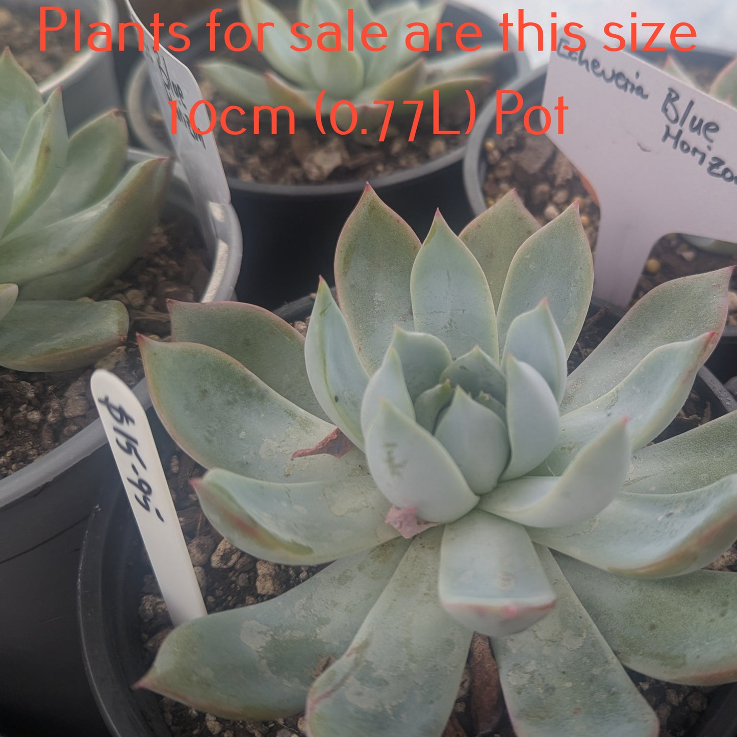 Echeveria Blue Horizon