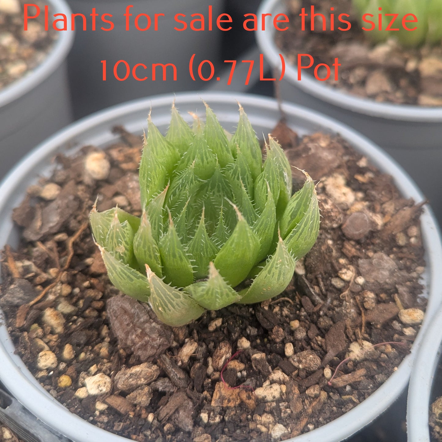 Haworthia Decipiens var Pringlei
