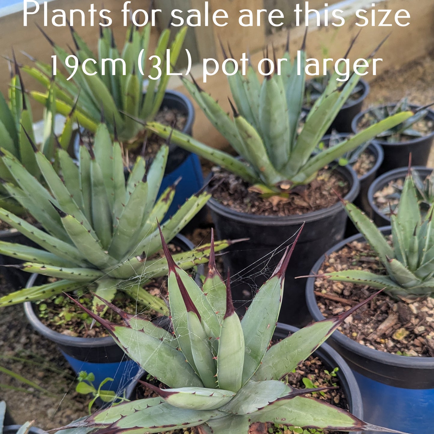 Agave Little Penguins
