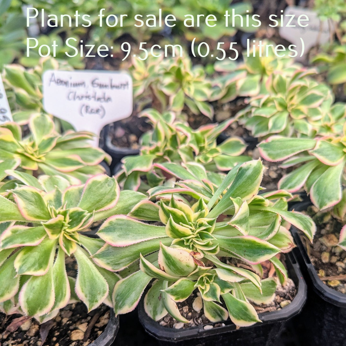 Aeonium Sunburst Crested