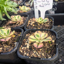 Load image into Gallery viewer, Aeonium Red Fuji Variegated
