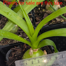 Load image into Gallery viewer, Albuca Bracteata | Pregnant Onion
