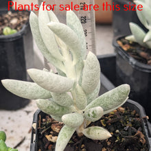 Load image into Gallery viewer, Senecio Haworthii | Cocoon Plant
