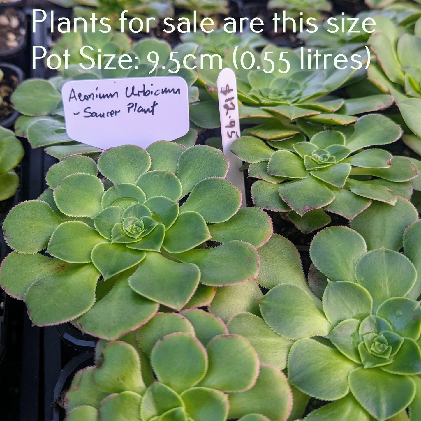 Aeonium Tabuliforme | Dinner Plate Aeonium | Saucer Plant