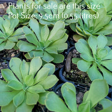Load image into Gallery viewer, Aeonium Green Ballerina

