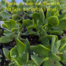 Load image into Gallery viewer, Crassula Ovata Ruby
