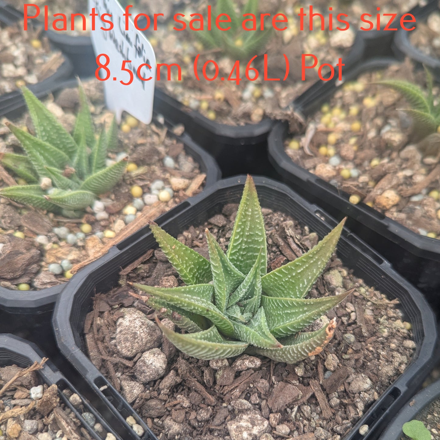 Haworthia Limifolia | Fairy Washboard
