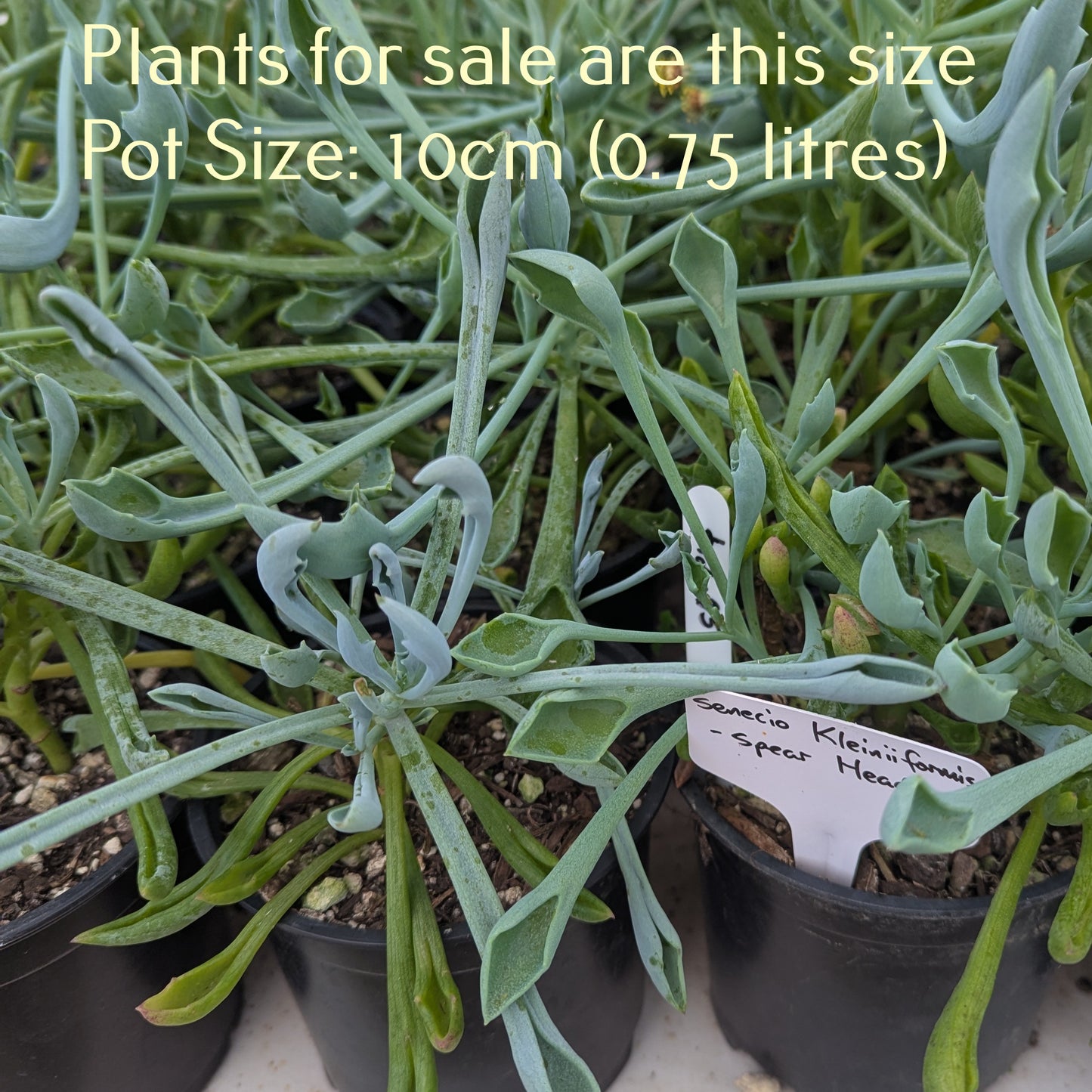 Senecio Kleiniiformis | Spear Head