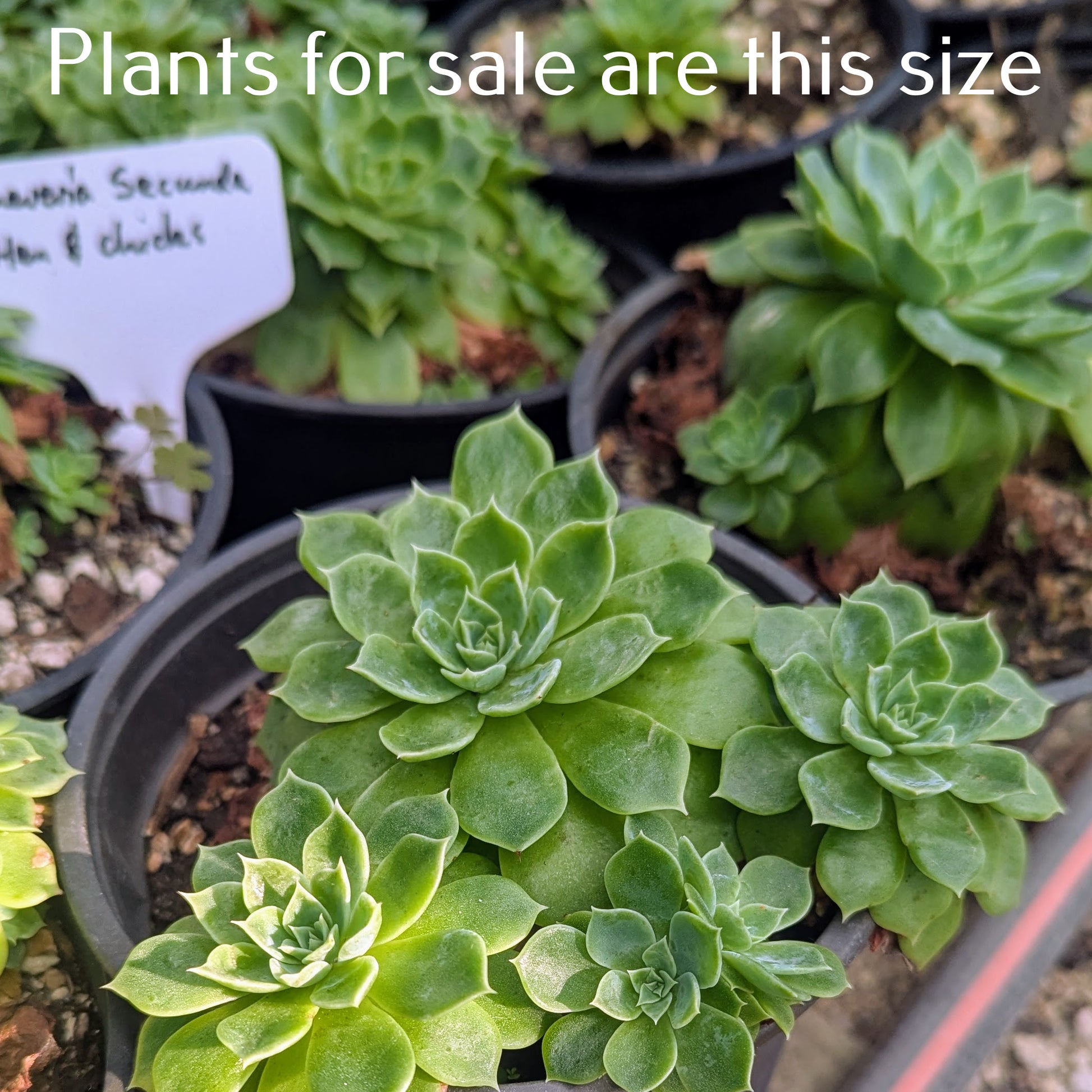 succulents for sale nz Echeveria Secunda