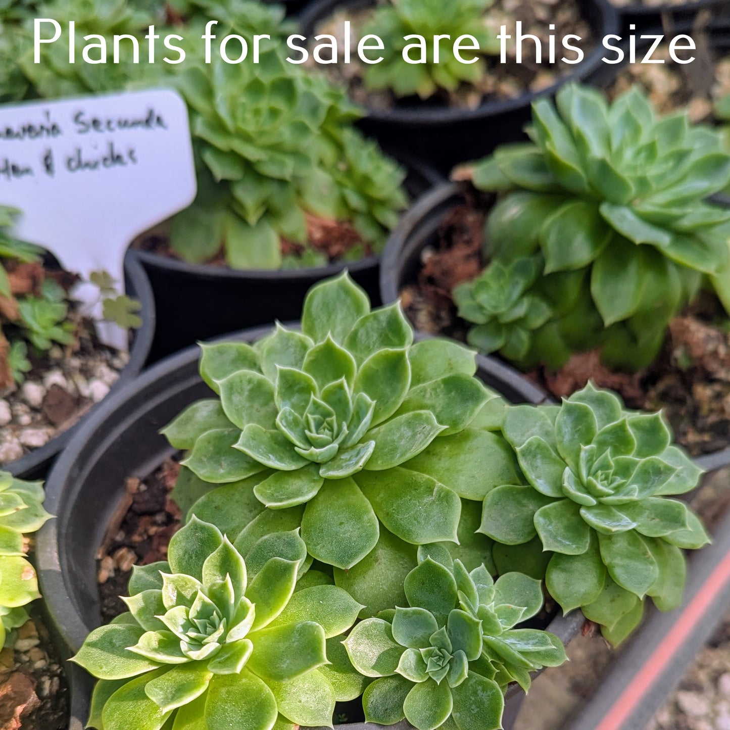 Echeveria Secunda | Hen and Chicks