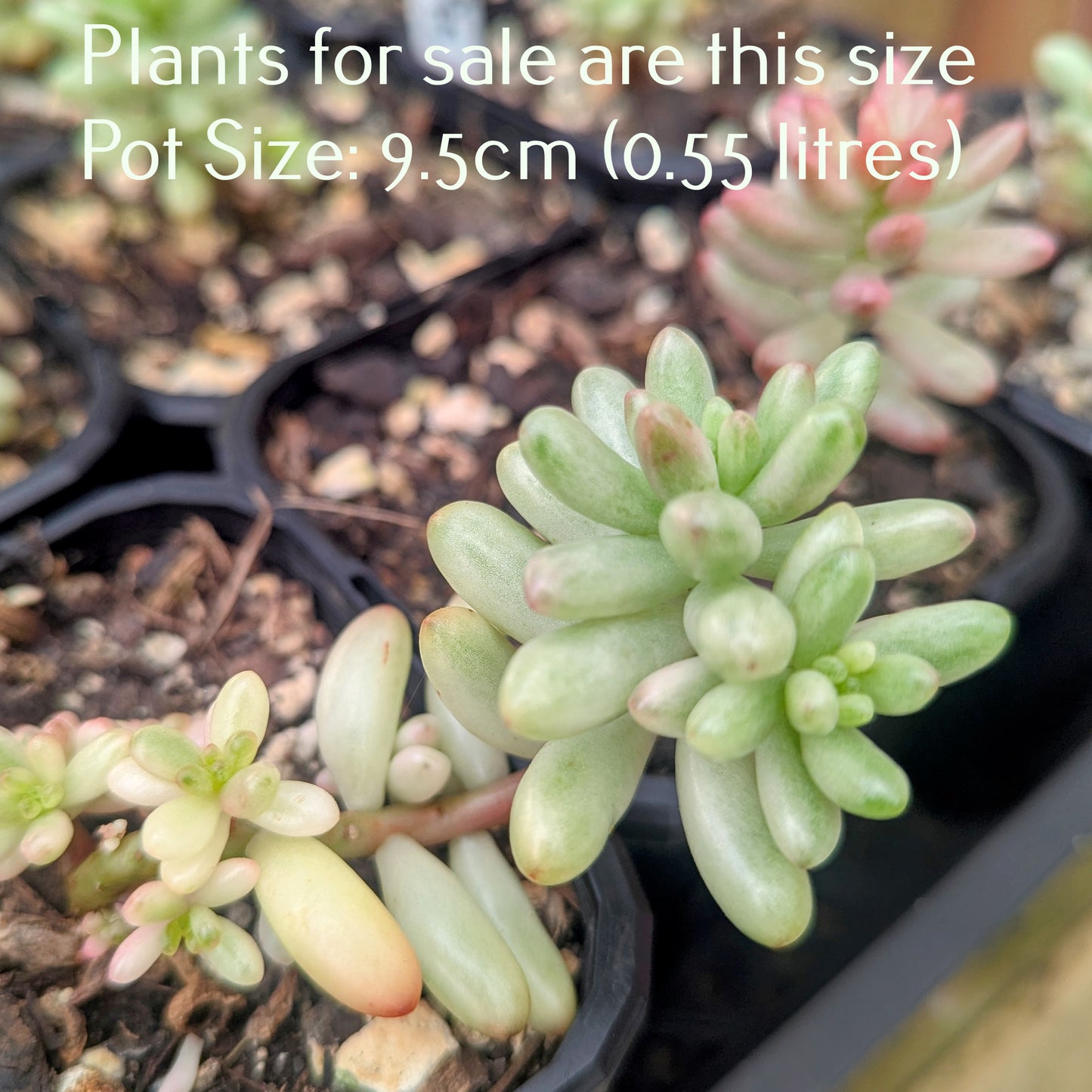 Sedum Rubrotinctum Aurora | Pink Jelly Bean
