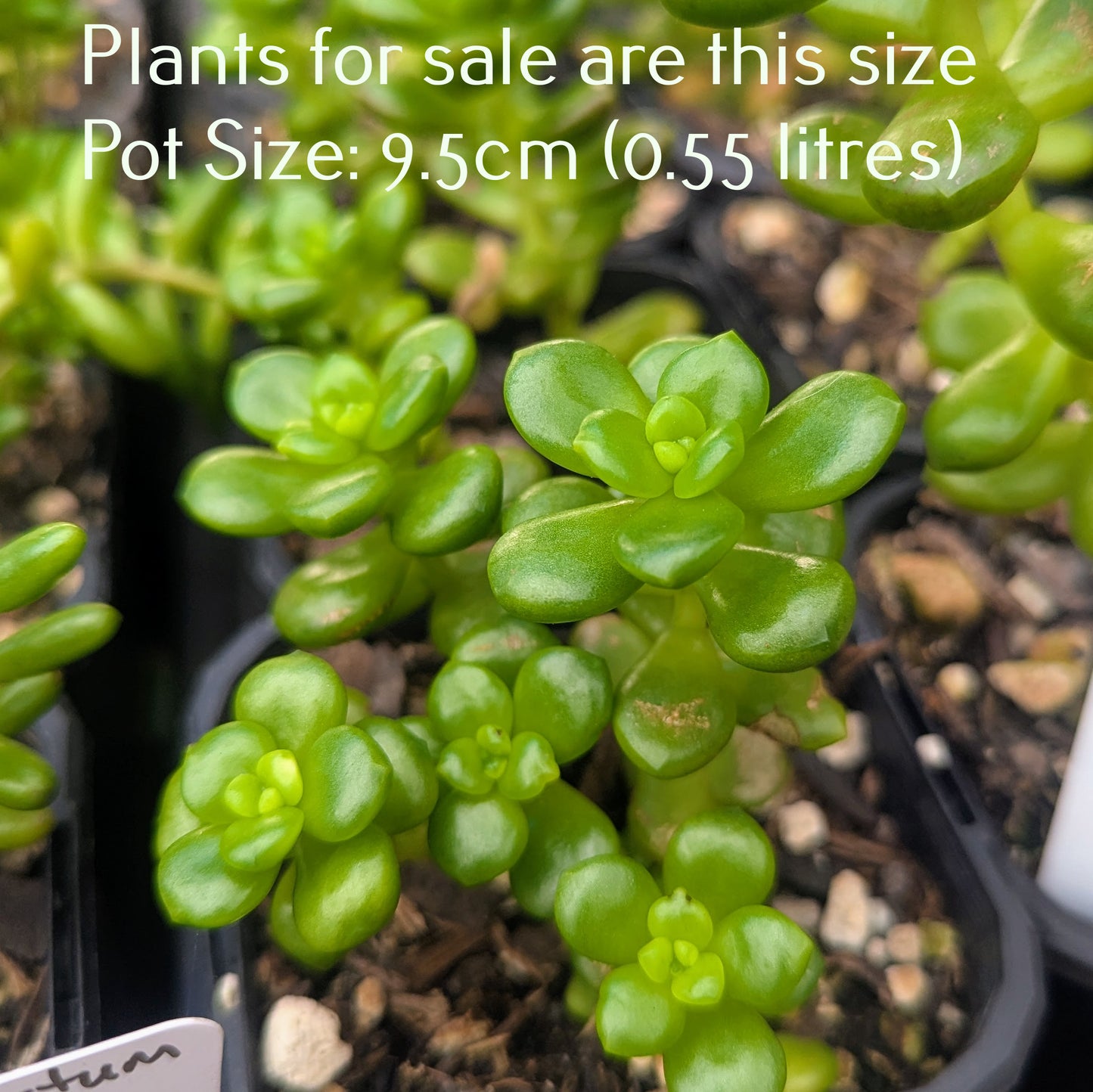 Sedum Lucidum Obesum | Giant Jelly Bean