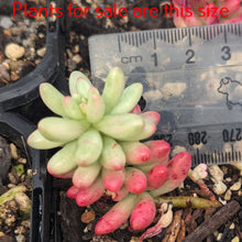 Load image into Gallery viewer, Sedum Rubrotinctum Aurora | Pink Jelly Bean
