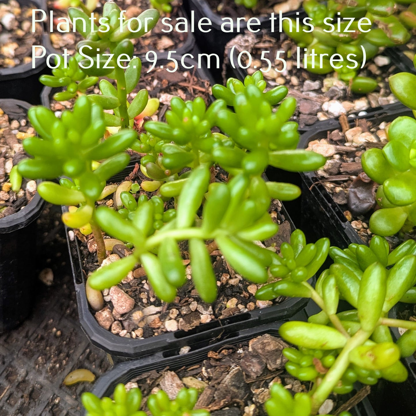 Sedum Rubrotinctum | Jelly Bean