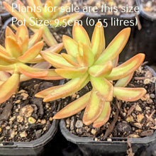 Load image into Gallery viewer, Sedum Nussbaumerianum | Coppertone Sedum
